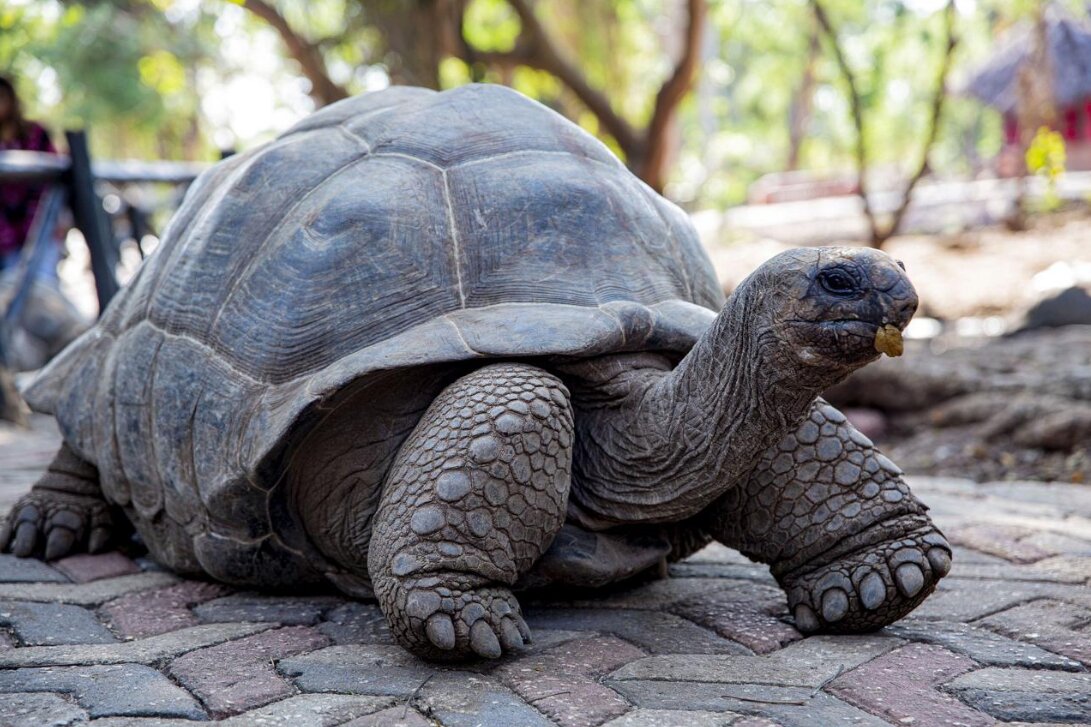 Giant Aldabra tortoise on Prison Island Zanzibar